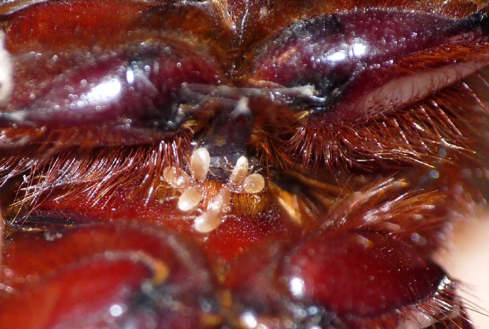 Ditemi che non ho fatto quello che penso (Phyllognathus sp.)